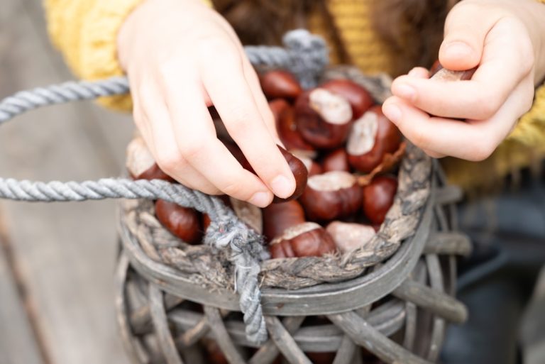 raccogliere-castagne-con-i-bambini